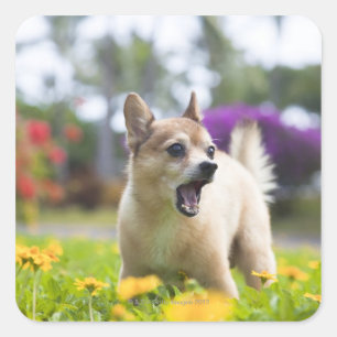 Pegatina Cuadrada Nuestro kekai del perro casero. Él es a medias