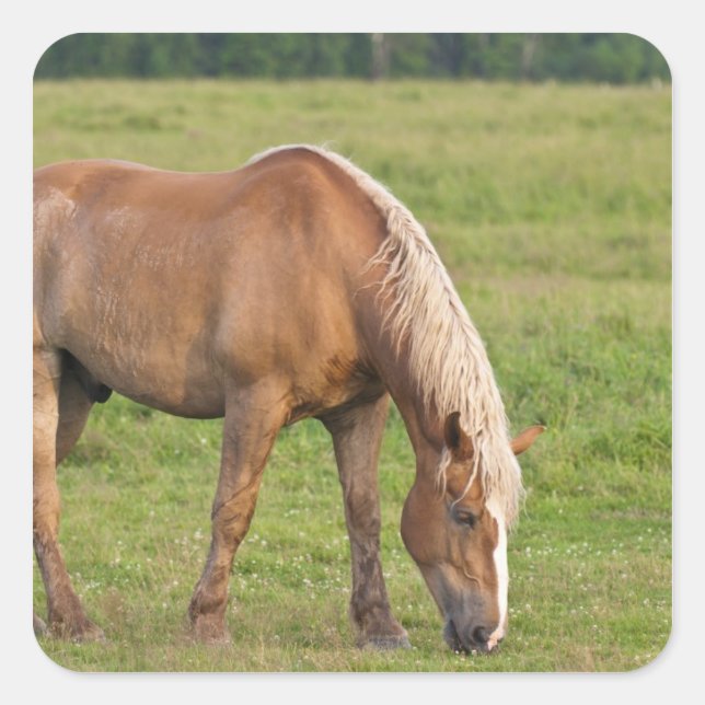 Pegatina Cuadrada Nueva Brunswick, Canadá. Caballo en el campo. (Anverso)