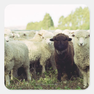 Pegatina Cuadrada Nueva Zelanda