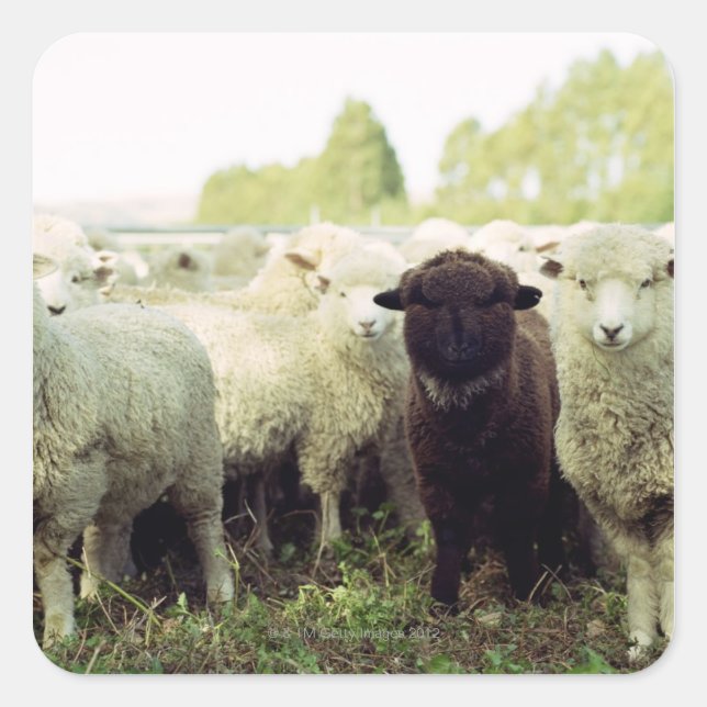 Pegatina Cuadrada Nueva Zelanda (Anverso)