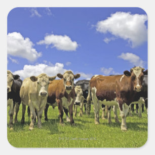 Pegatina Cuadrada Nueva Zelanda, Isla del Norte, Auckland