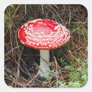 Pegatina Cuadrada Nueva Zelanda, Rotorua, Zona Volcánica de Taupo