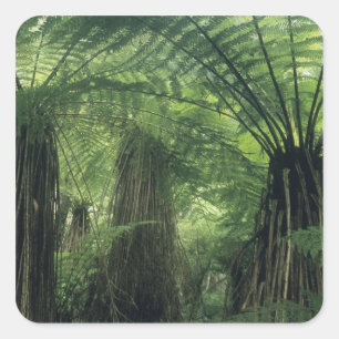 Pegatina Cuadrada Nueva Zelandia, Haast Valley, Westland, Soft Tree