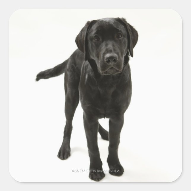 Pegatina Cuadrada Nuevo labrador negro (Anverso)