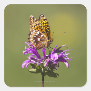 Pegatina Cuadrada nuevo méxico, estados unidos de américa