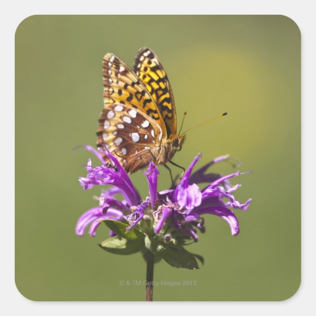 Pegatina Cuadrada nuevo méxico, estados unidos de américa (Anverso)