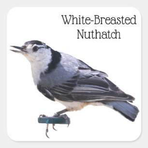 Pegatina Cuadrada Nuthatch blanco