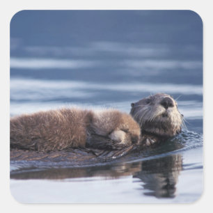 Pegatina Cuadrada nutria marina, Enhydra lutris lutris