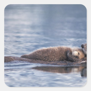 Pegatina Cuadrada nutria marina, Enhydra lutris lutris