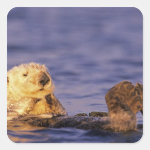 Pegatina Cuadrada Nutrias marinas, Enhydra lutris 4