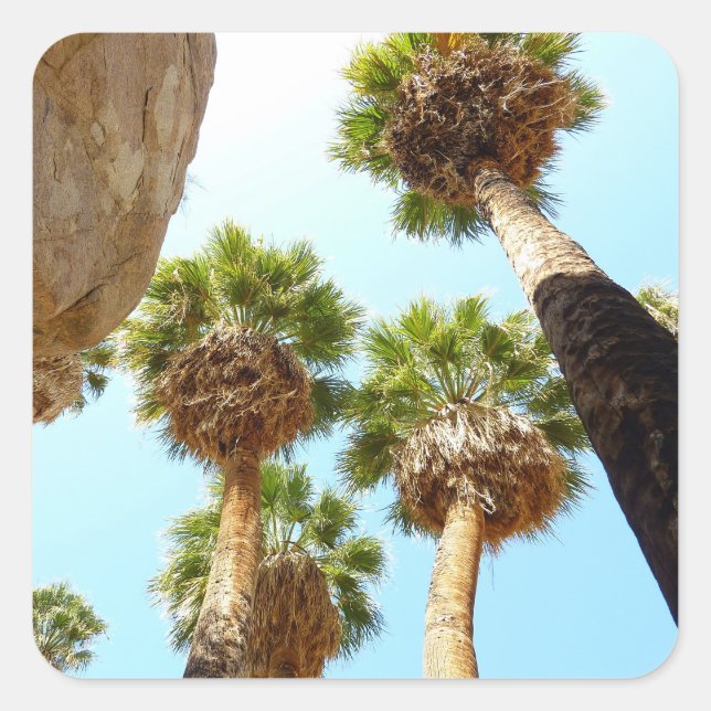 Pegatina Cuadrada Oasis Palms en el Parque Nacional Joshua Tree (Anverso)