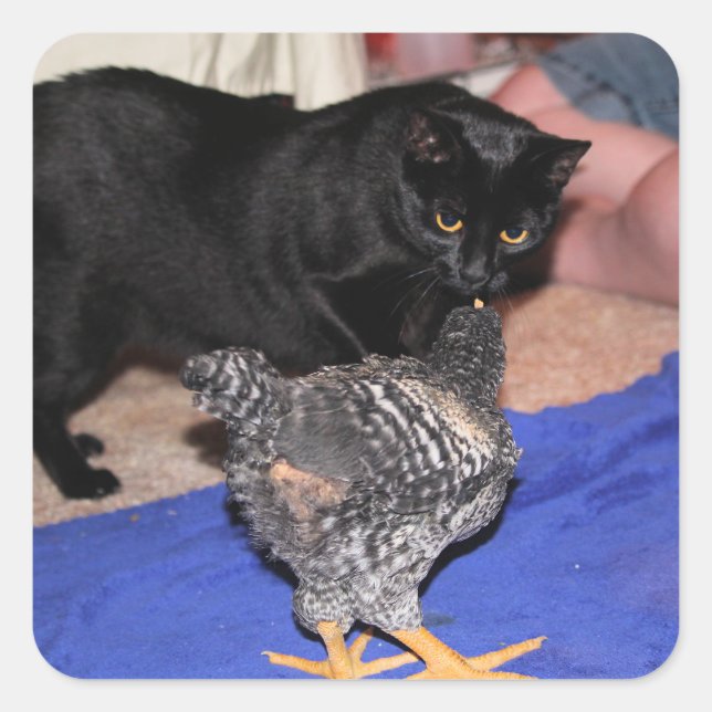 Pegatina Cuadrada Observadores (Anverso)