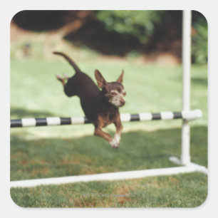 Pegatina Cuadrada Obstáculo de salto de la chihuahua