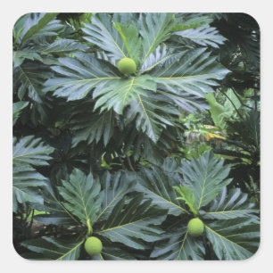 Pegatina Cuadrada Oceanía, Pacífico Sur, Polinesia Francesa,