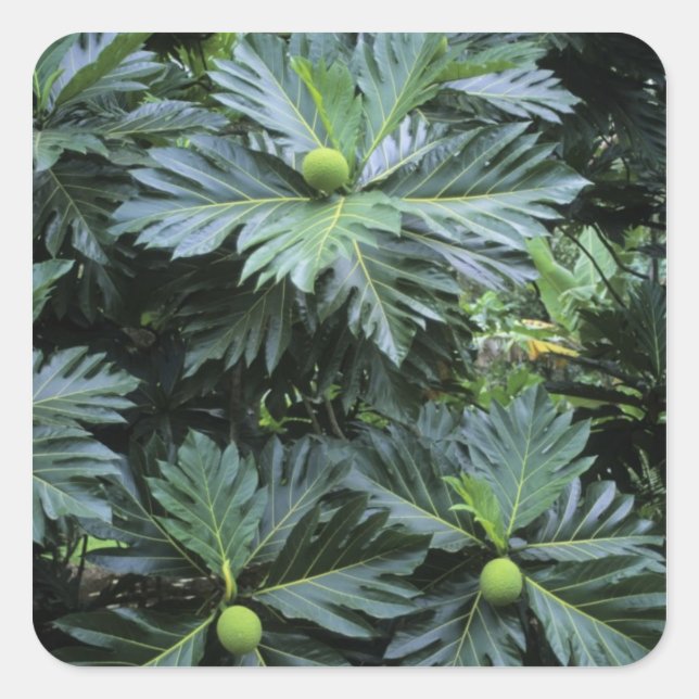 Pegatina Cuadrada Oceanía, Pacífico Sur, Polinesia Francesa, (Anverso)