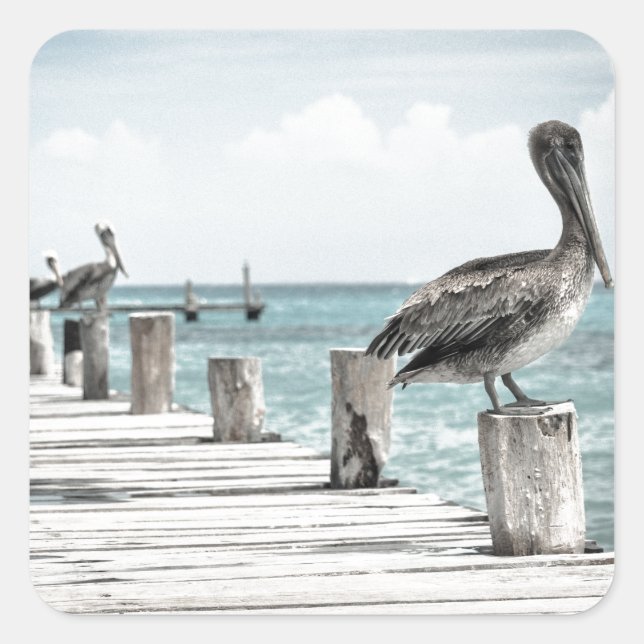 Pegatina Cuadrada Océano costero pelícano (Anverso)