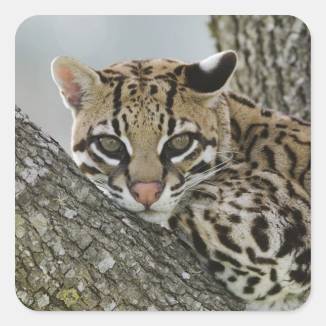 Pegatina Cuadrada Ocelot, Felis pardalis, cautiva, mujer descansando (Anverso)