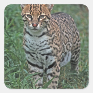 Pegatina Cuadrada OCELOT Leopardus pardalis)