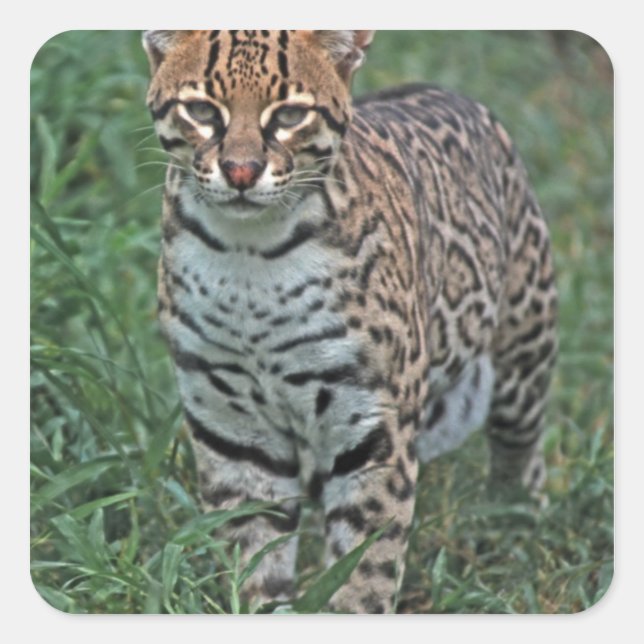 Pegatina Cuadrada OCELOT Leopardus pardalis) (Anverso)