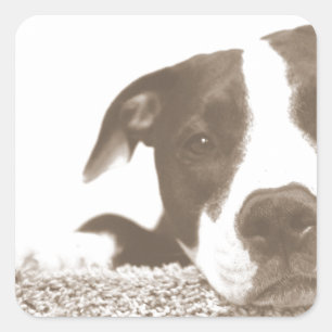 Pegatina Cuadrada odiar el acto no la raza pitbull sepia amigable