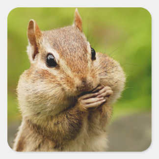 Pegatina Cuadrada Oh So Cheeky Chipmunk