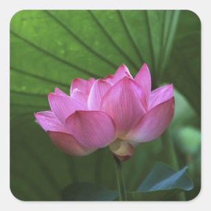 Pegatina Cuadrada Ohga Lotus, Sankei-en Garden, Yokohama (Japón)