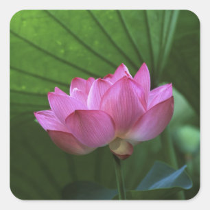 Pegatina Cuadrada Ohga Lotus, Sankei-en Garden, Yokohama (Japón)