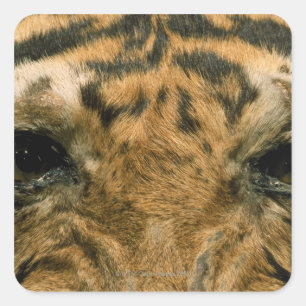 Pegatina Cuadrada Ojos de tigre