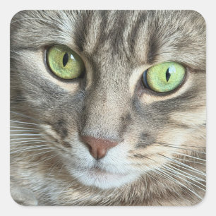 Pegatina Cuadrada Ojos Esmeralda - Retrato de un Gato de Ojos Verdes
