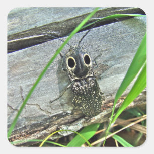 Pegatina Cuadrada Ojos Orientales Elater Click Beetle - Alaus oculat