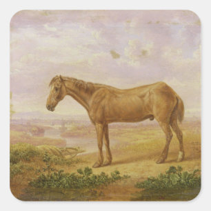 Pegatina Cuadrada Old Billy, un Caballo Borrador, 62 años (petróleo
