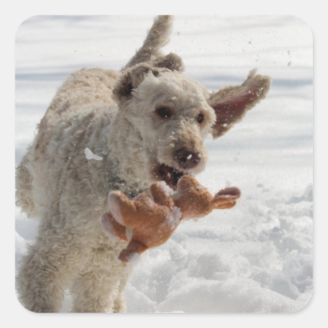 Pegatina Cuadrada Ollie (Anverso)