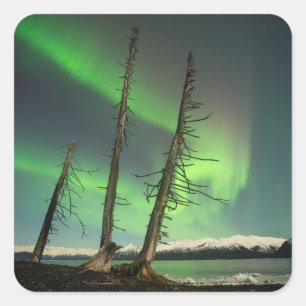 Pegatina Cuadrada Olvidado Spruce Aurora