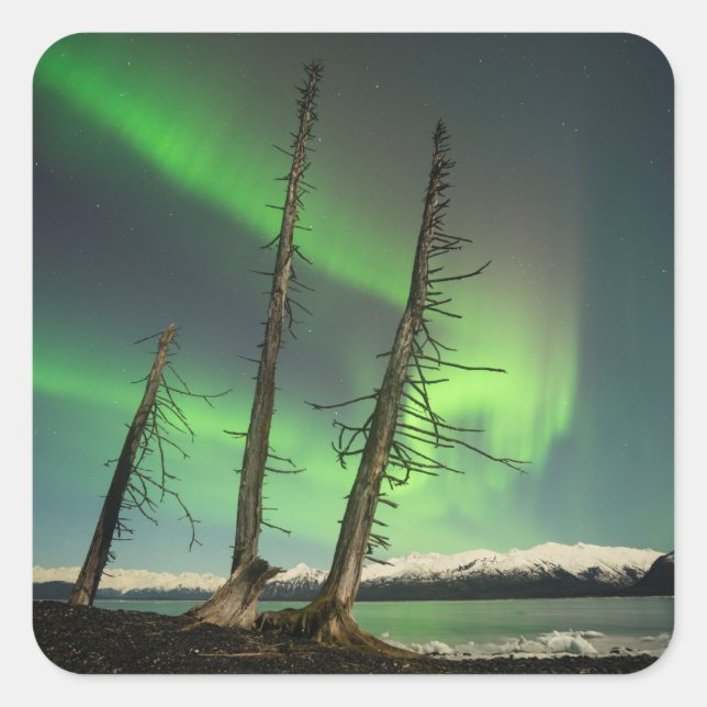 Pegatina Cuadrada Olvidado Spruce Aurora (Anverso)