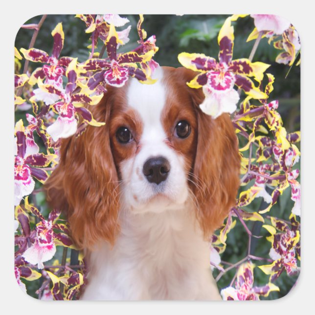 Pegatina Cuadrada Oncidium Orchids Cavalier King Charles Pegatinas (Anverso)