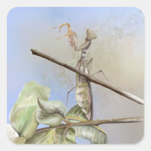 Oración por la acuarela de Mantis