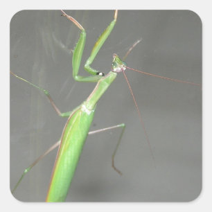 Pegatina Cuadrada Orando a Mantis