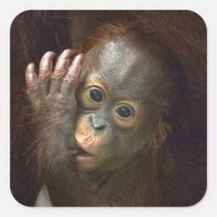 Pegatina Cuadrada Orangutan