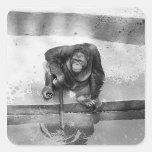 Pegatina Cuadrada Orangutan