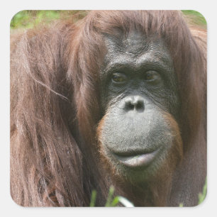 Pegatina Cuadrada Orangutan
