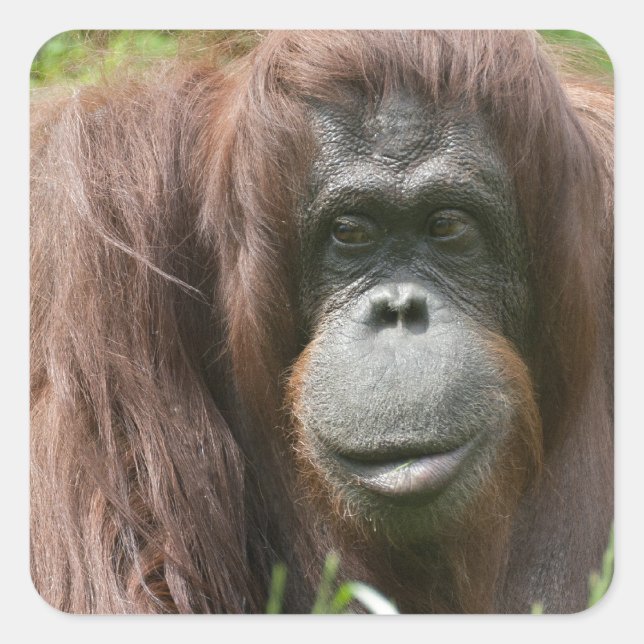 Pegatina Cuadrada Orangutan (Anverso)