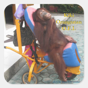 Pegatina Cuadrada Orangután de KiKi en su silla de ruedas