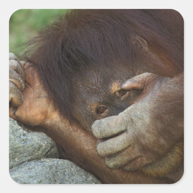 Pegatina Cuadrada Orangután de Sumatra, Pongo pygmaeus (Anverso)