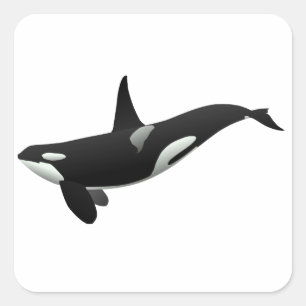 Pegatina Cuadrada Orca blanco y negro de la orca