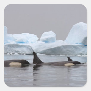 Pegatina Cuadrada orcas (ballenas asesinas), Orcinus orca, grupo