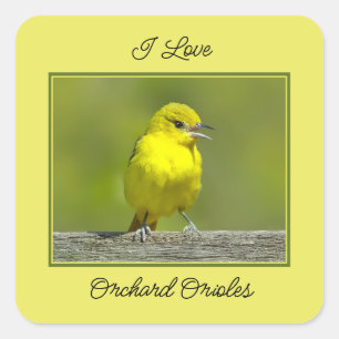 Pegatina Cuadrada Orchard Oriole - Foto original