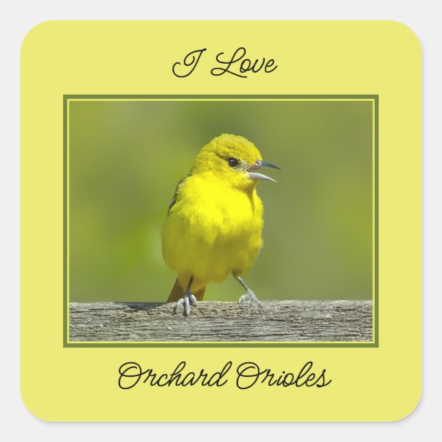 Pegatina Cuadrada Orchard Oriole - Foto original (Anverso)