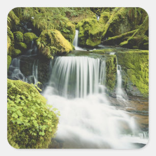 Pegatina Cuadrada Oregón, Cascada en el bosque nacional Willamette