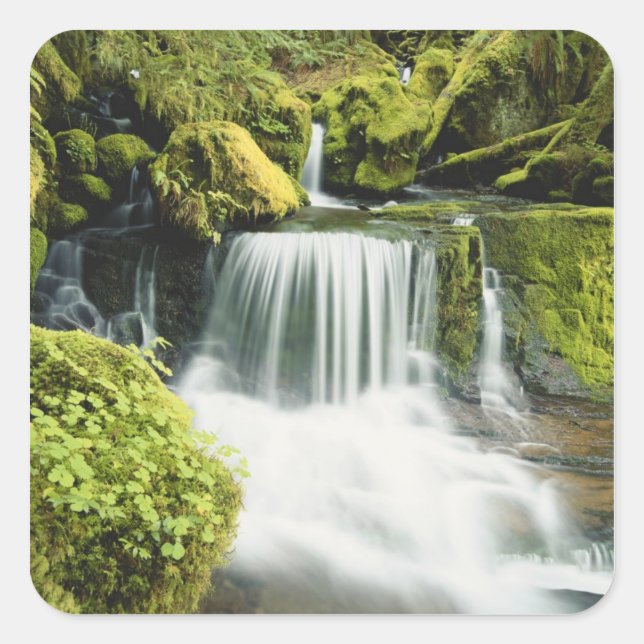 Pegatina Cuadrada Oregón, Cascada en el bosque nacional Willamette (Anverso)
