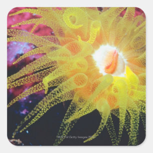 Pegatina Cuadrada Organo subacuático